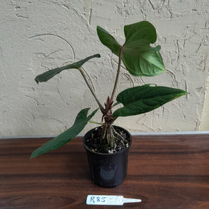#R85 Anthurium NOID