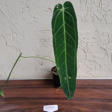 Load image into Gallery viewer, #D911 Anthurium Warocqueanum