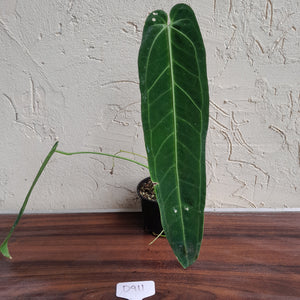 #D911 Anthurium Warocqueanum