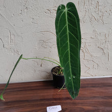 Load image into Gallery viewer, #D911 Anthurium Warocqueanum