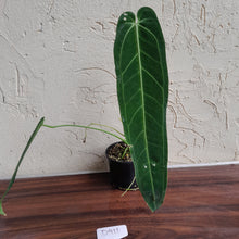 Load image into Gallery viewer, #D911 Anthurium Warocqueanum