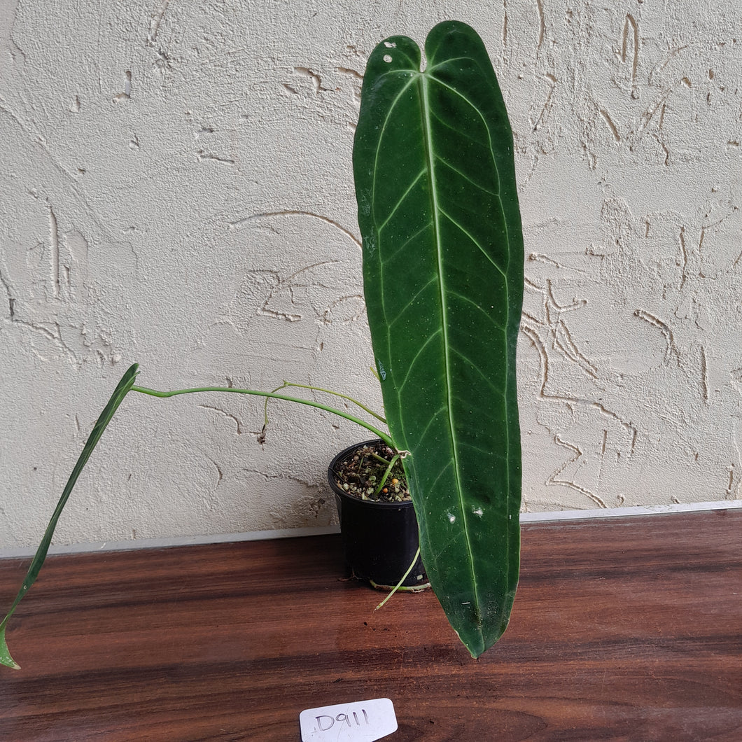 #D911 Anthurium Warocqueanum