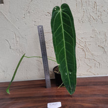 Load image into Gallery viewer, #D911 Anthurium Warocqueanum