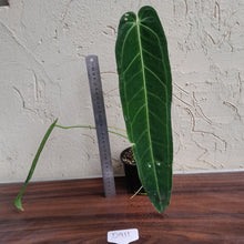Load image into Gallery viewer, #D911 Anthurium Warocqueanum