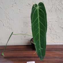 Load image into Gallery viewer, #D911 Anthurium Warocqueanum