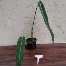 Load image into Gallery viewer, #D911 Anthurium Warocqueanum