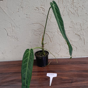 #D911 Anthurium Warocqueanum