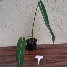 Load image into Gallery viewer, #D911 Anthurium Warocqueanum