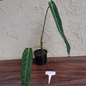 #D911 Anthurium Warocqueanum