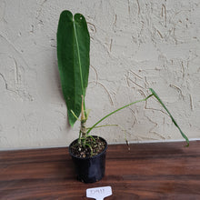 Load image into Gallery viewer, #D911 Anthurium Warocqueanum