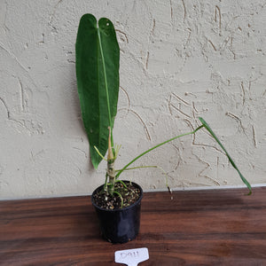 #D911 Anthurium Warocqueanum