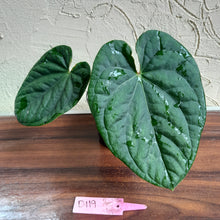 Load image into Gallery viewer, #D119 Anthurium Dark Complex x Luxurians