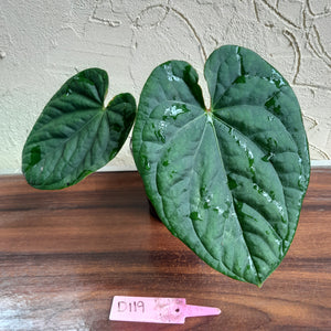 #D119 Anthurium Dark Complex x Luxurians