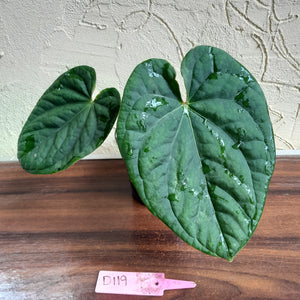 #D119 Anthurium Dark Complex x Luxurians