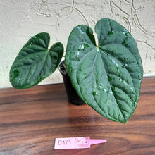 Load image into Gallery viewer, #D119 Anthurium Dark Complex x Luxurians