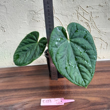 Load image into Gallery viewer, #D119 Anthurium Dark Complex x Luxurians