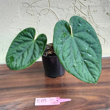 Load image into Gallery viewer, #D119 Anthurium Dark Complex x Luxurians