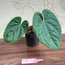 Load image into Gallery viewer, #D119 Anthurium Dark Complex x Luxurians