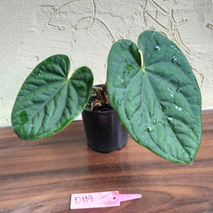 #D119 Anthurium Dark Complex x Luxurians
