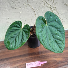 Load image into Gallery viewer, #D119 Anthurium Dark Complex x Luxurians