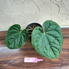 Load image into Gallery viewer, #D119 Anthurium Dark Complex x Luxurians