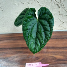 Load image into Gallery viewer, #D119 Anthurium Dark Complex x Luxurians