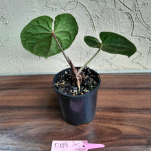 Load image into Gallery viewer, #D119 Anthurium Dark Complex x Luxurians