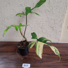 Load image into Gallery viewer, #R48 Philodendron Florida Beauty