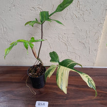 Load image into Gallery viewer, #R48 Philodendron Florida Beauty