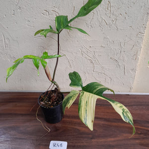 #R48 Philodendron Florida Beauty