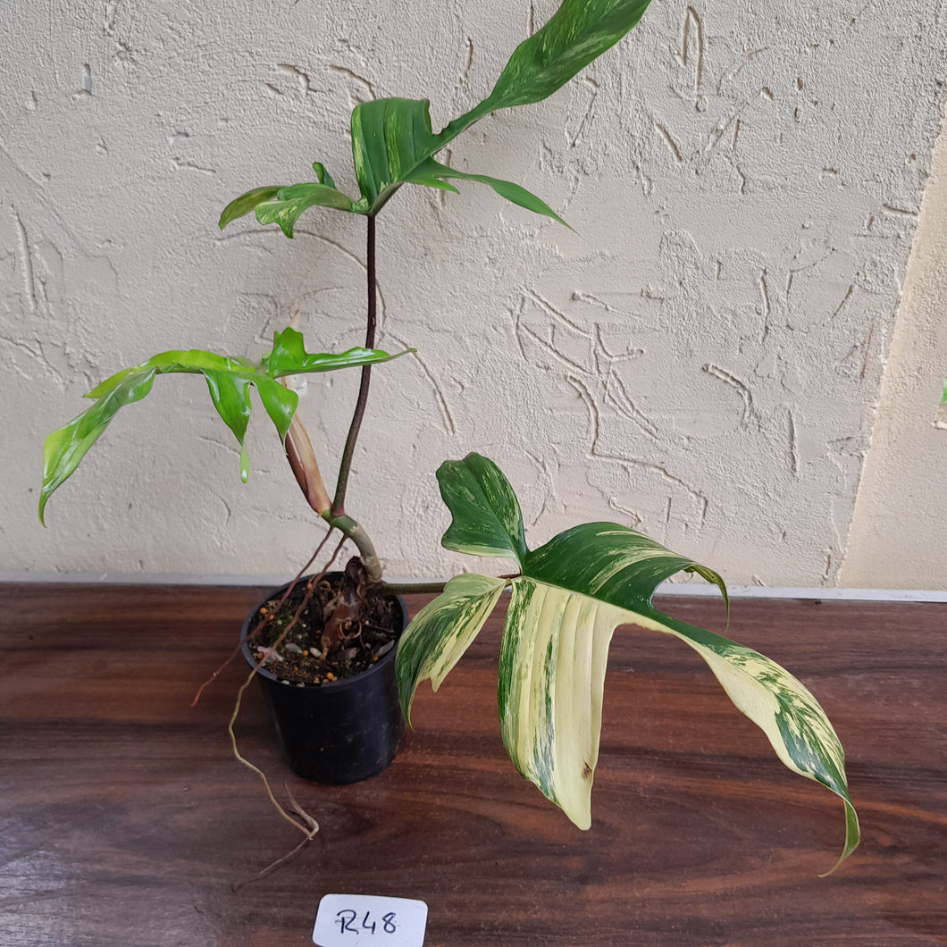 #R48 Philodendron Florida Beauty