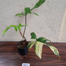 Load image into Gallery viewer, #R48 Philodendron Florida Beauty