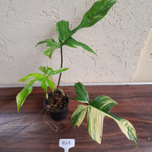 Load image into Gallery viewer, #R48 Philodendron Florida Beauty
