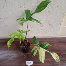 Load image into Gallery viewer, #R48 Philodendron Florida Beauty