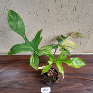 #R48 Philodendron Florida Beauty