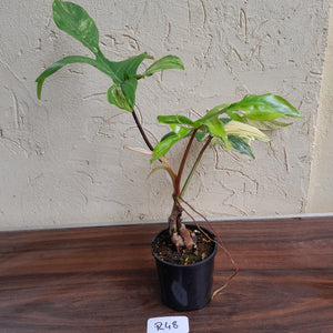 #R48 Philodendron Florida Beauty