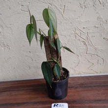 Load image into Gallery viewer, #R33 Philodendron Burle Marx Fantasy