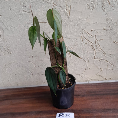 #R33 Philodendron Burle Marx Fantasy
