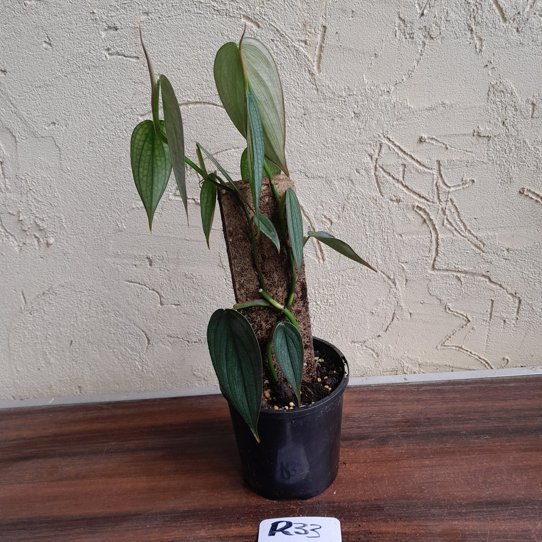 #R33 Philodendron Burle Marx Fantasy