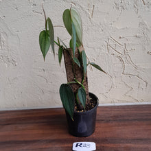 Load image into Gallery viewer, #R33 Philodendron Burle Marx Fantasy