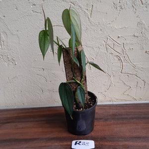 #R33 Philodendron Burle Marx Fantasy