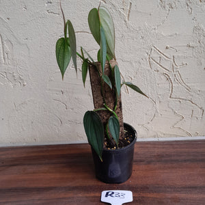 #R33 Philodendron Burle Marx Fantasy