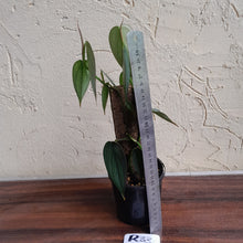 Load image into Gallery viewer, #R33 Philodendron Burle Marx Fantasy