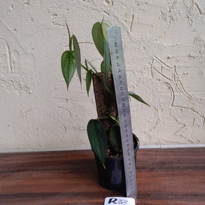 #R33 Philodendron Burle Marx Fantasy