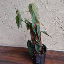 Load image into Gallery viewer, #R33 Philodendron Burle Marx Fantasy