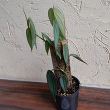 Load image into Gallery viewer, #R33 Philodendron Burle Marx Fantasy