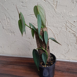 #R33 Philodendron Burle Marx Fantasy