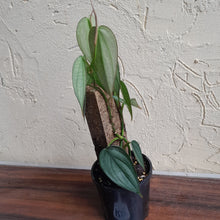 Load image into Gallery viewer, #R33 Philodendron Burle Marx Fantasy