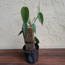 Load image into Gallery viewer, #R33 Philodendron Burle Marx Fantasy