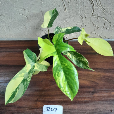 #R47 Philodendron Florida Beauty